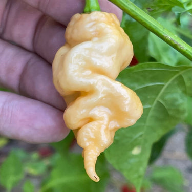 Thors Hammer Peach - Seeds - The Pepper Pantry (Formerly Marie Sharp's)